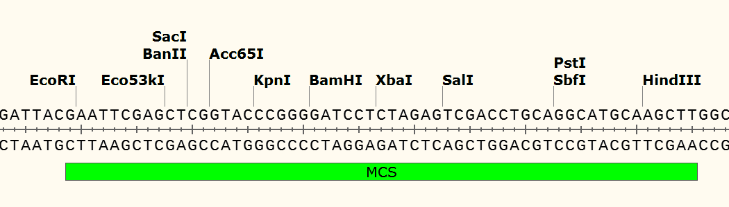 pCAMBIA1305.2 多克隆位点