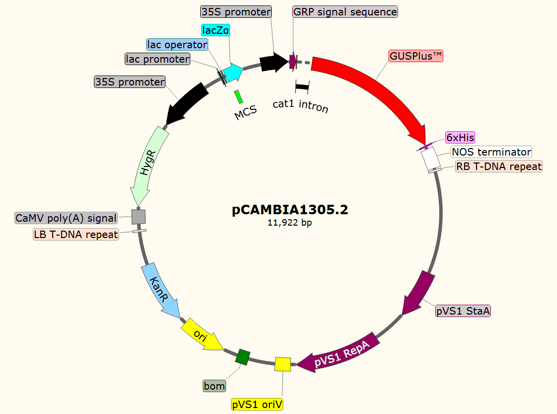 pCAMBIA1305.2载体图谱