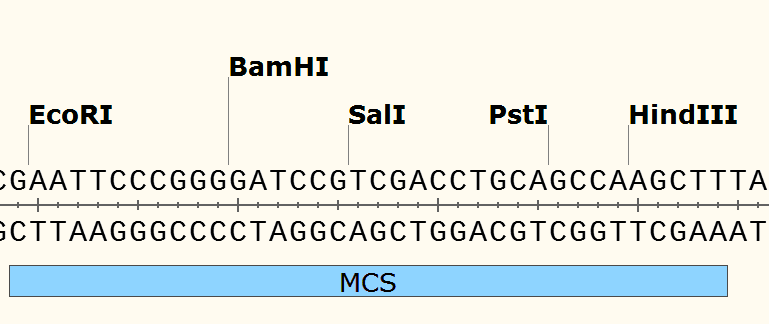 pCAMBIA1381 多克隆位点