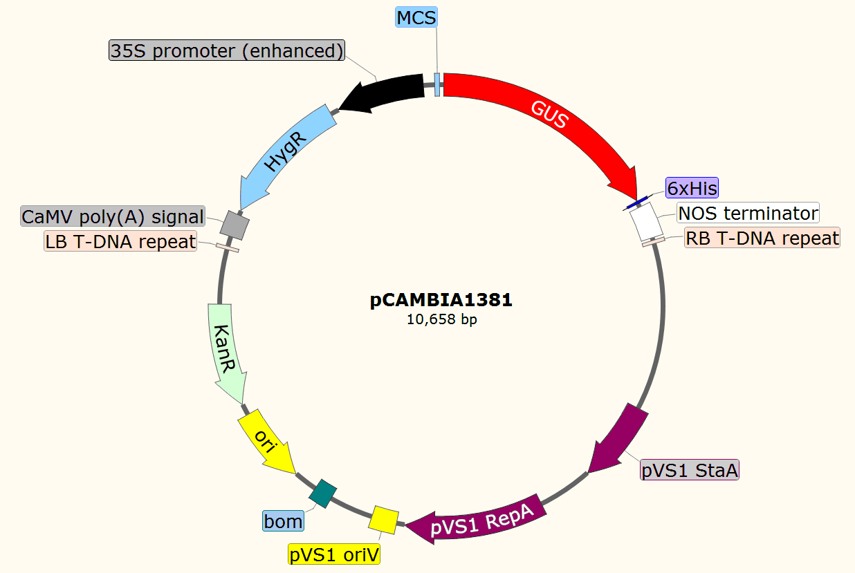 pCAMBIA1381载体图谱