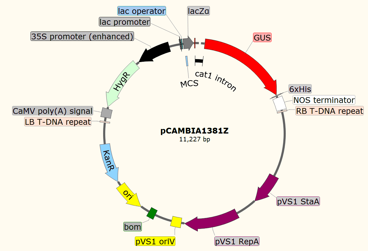 pCAMBIA1381Z载体图谱