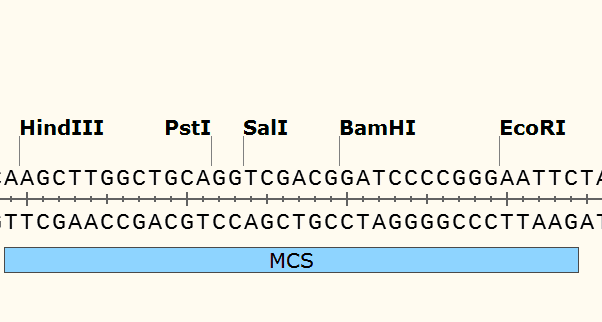 pCAMBIA1391 多克隆位点