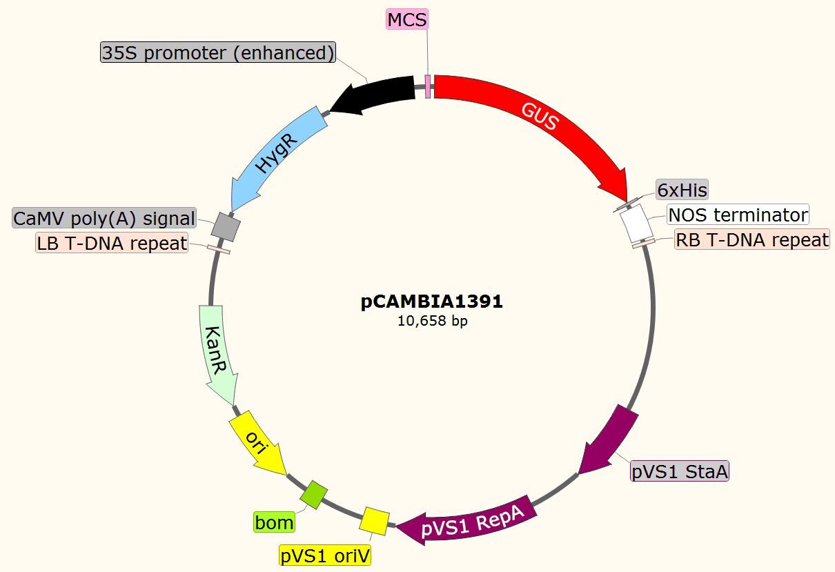 pCAMBIA1391载体图谱