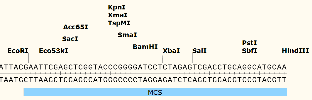 pCAMBIA2201 多克隆位点