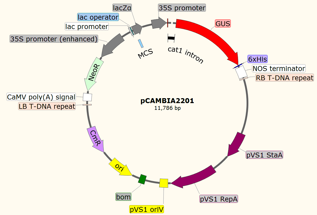 pCAMBIA2201载体图谱