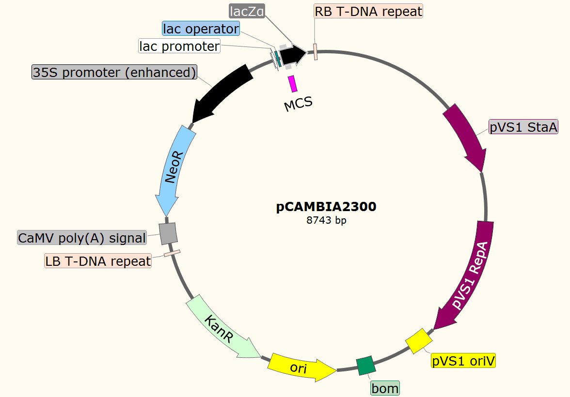 pCAMBIA2300载体图谱