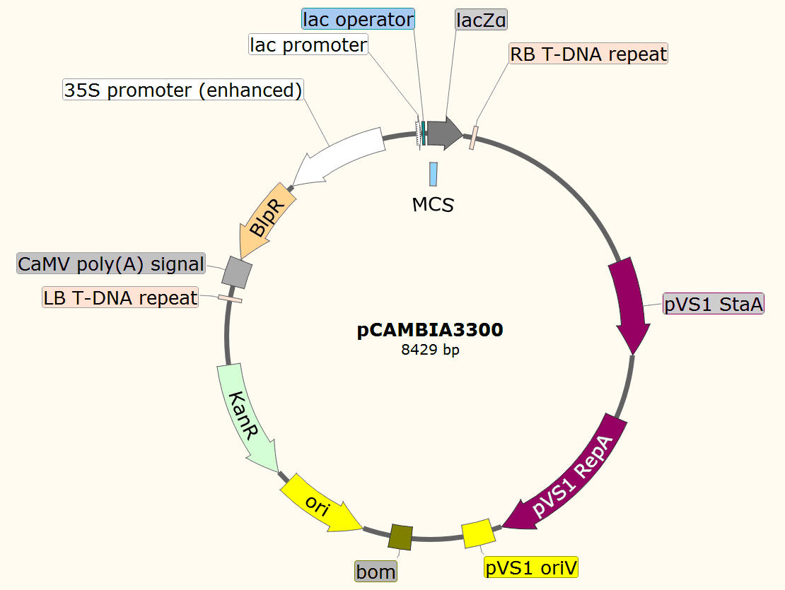 pCAMBIA3300载体图谱