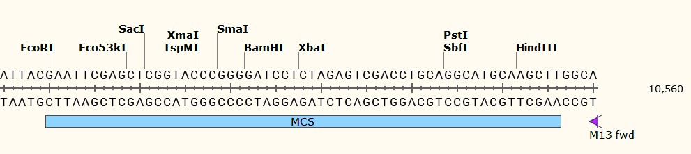 pCAMBIA3301 多克隆位点