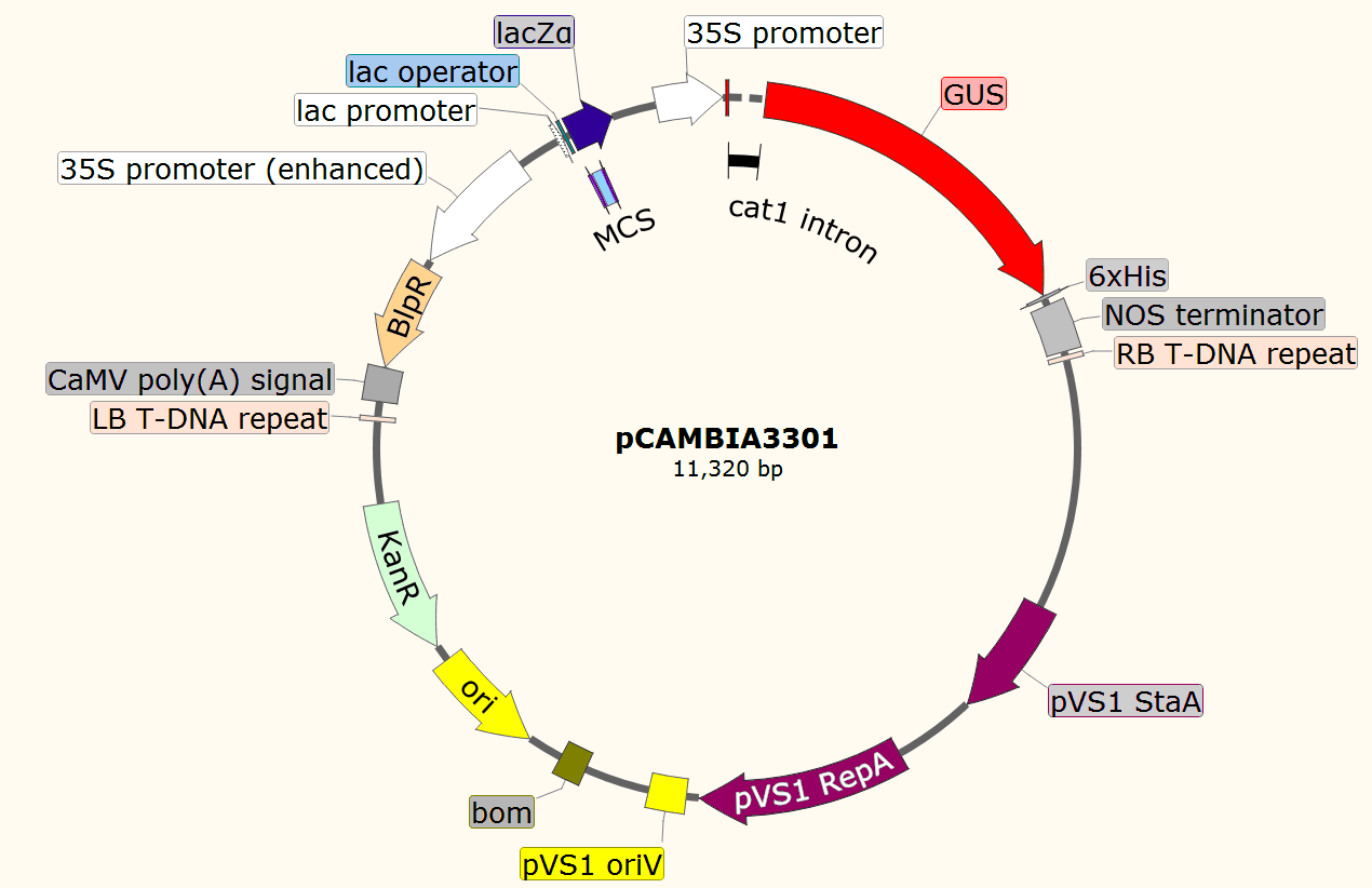 pCAMBIA3301载体图谱