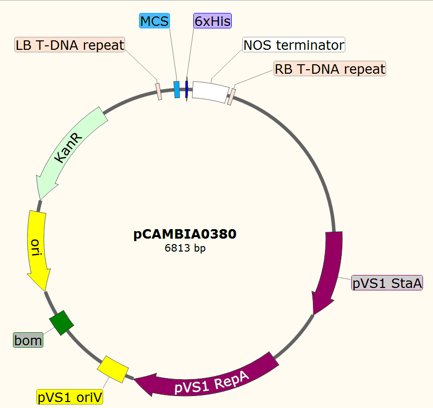 pCAMBIA380载体图谱