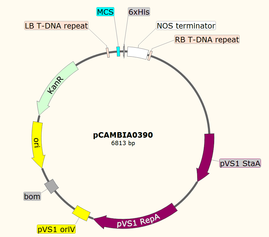 pCAMBIA390载体图谱