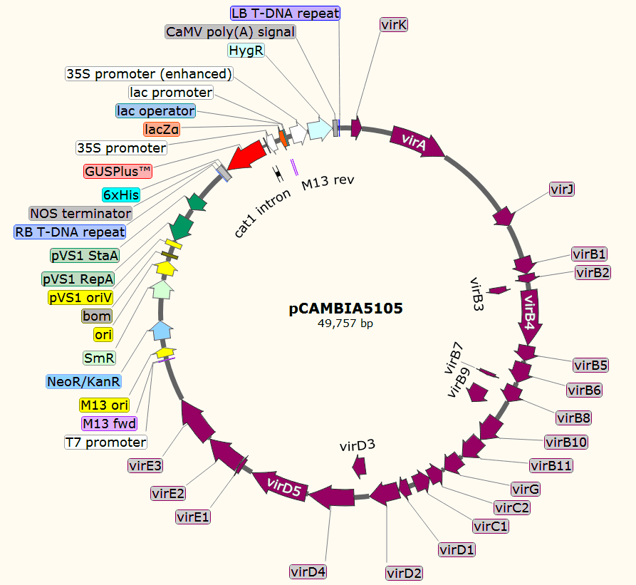 pCAMBIA5105载体图谱