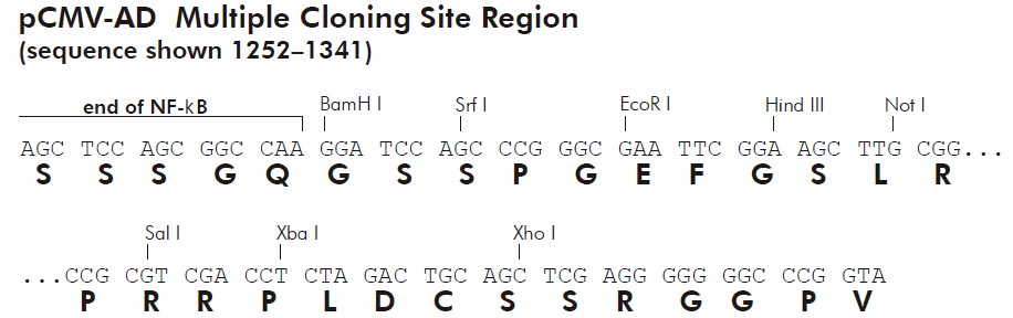 pCMV-AD多克隆位点