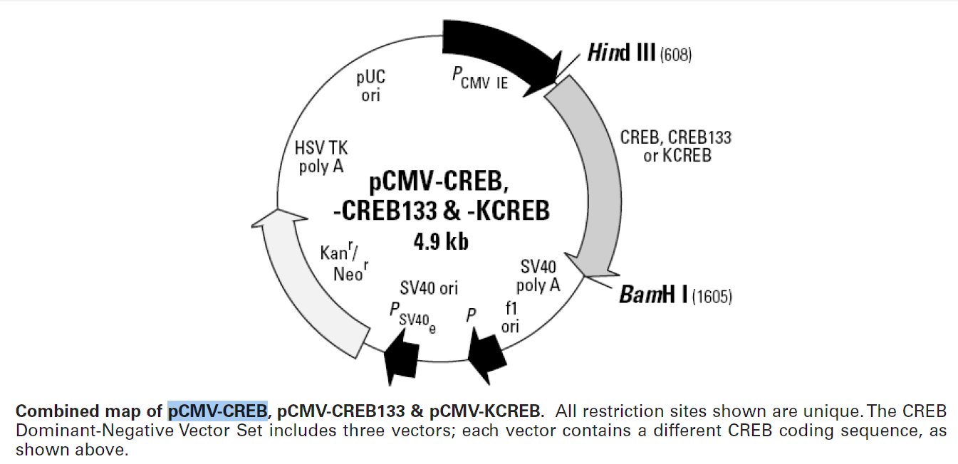 pCMV-CREB载体图谱