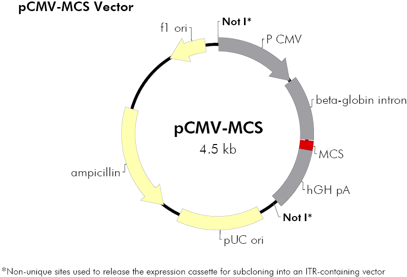 pCMV-MCS