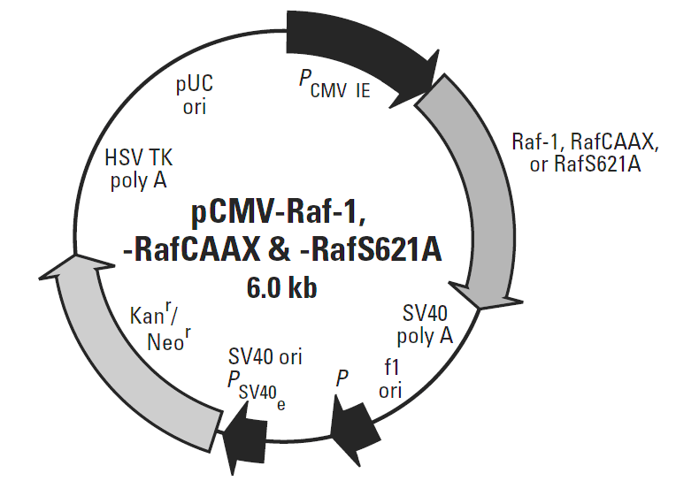 pCMV-Raf-1载体图谱
