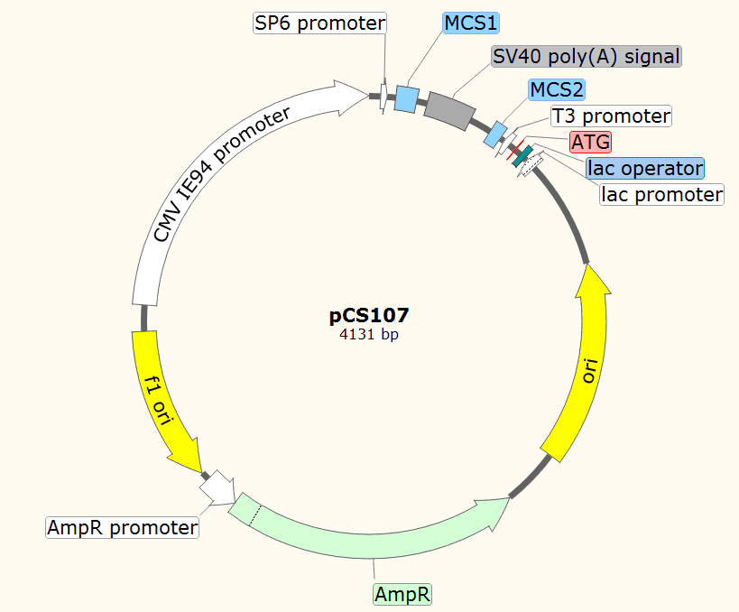 pCS107载体图谱