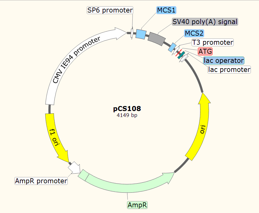 pCS108载体图谱