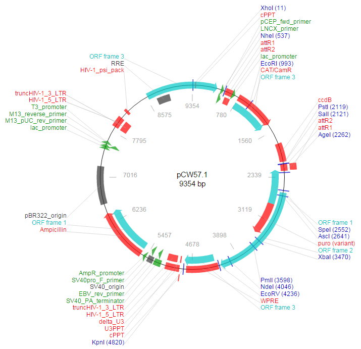 pCW57.1载体图谱