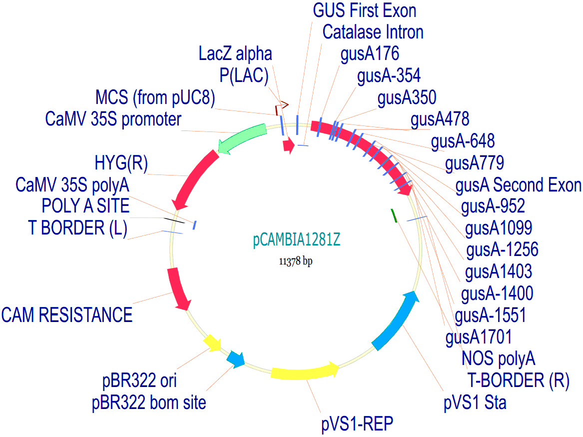 pCambia1281Z载体图谱