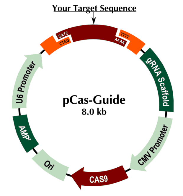 pCas-Guide载体图谱