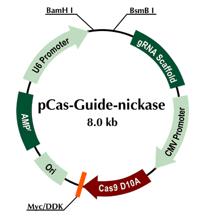 pCas-Guide-Nickase载体图谱