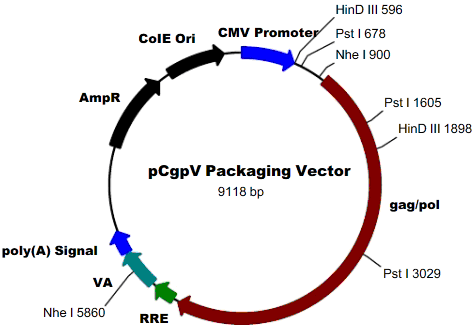 pCgpv载体图谱