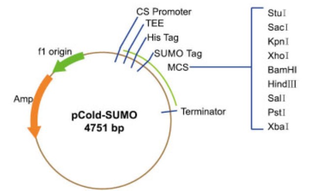 pColdS-SUMO载体图谱