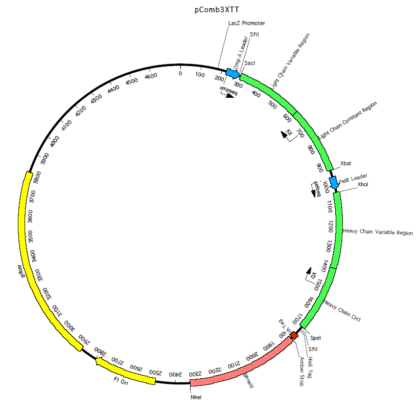 pComb3XTT载体图谱