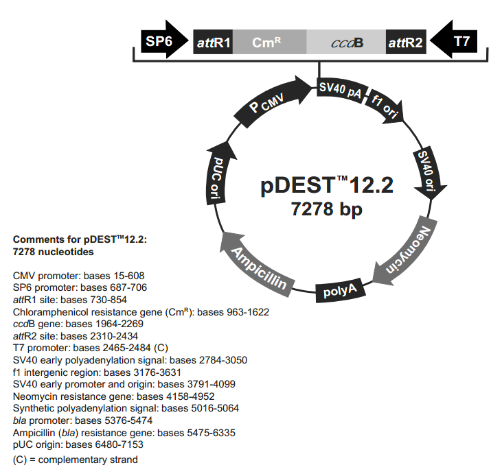 pDEST12.2载体图谱