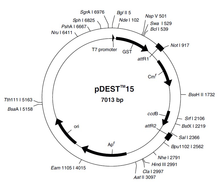 pDEST15载体图谱