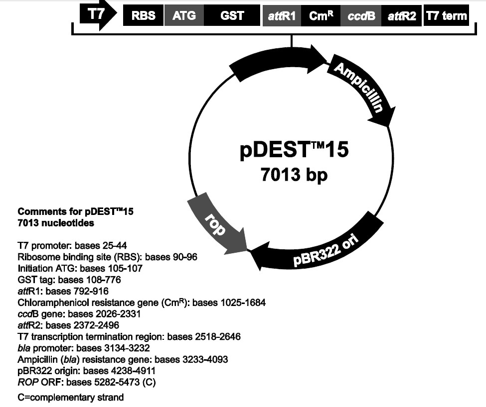 pDEST15载体特征