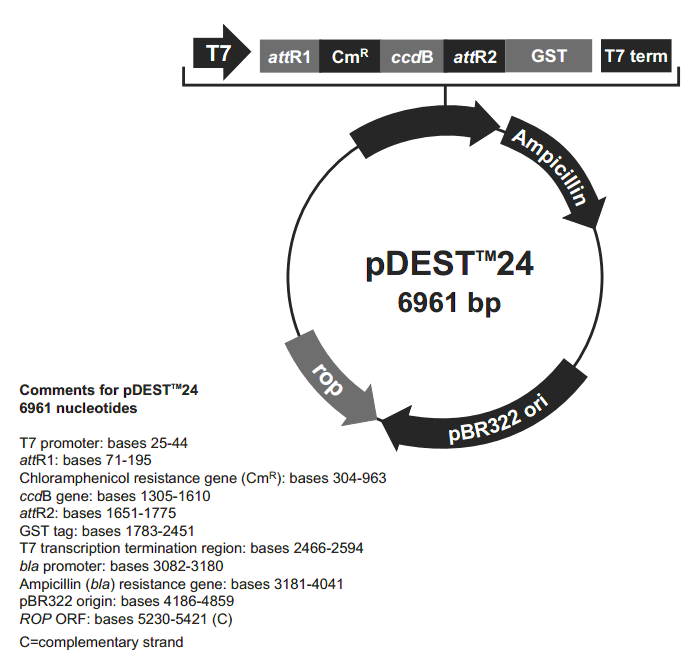 pDEST24载体图谱