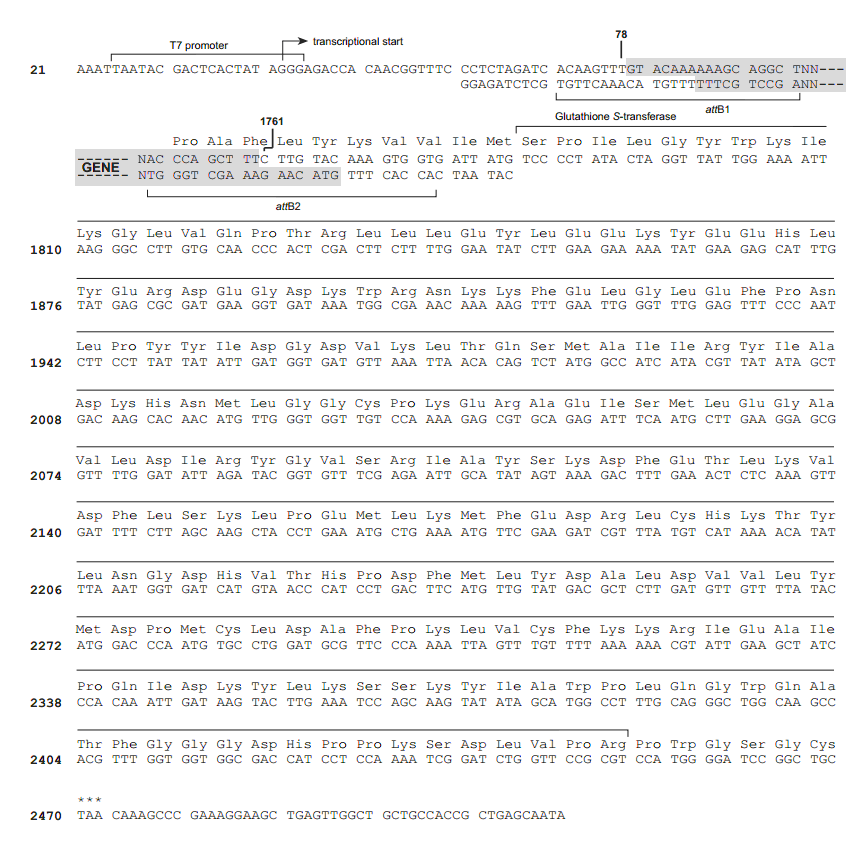 pDEST24多克隆位点