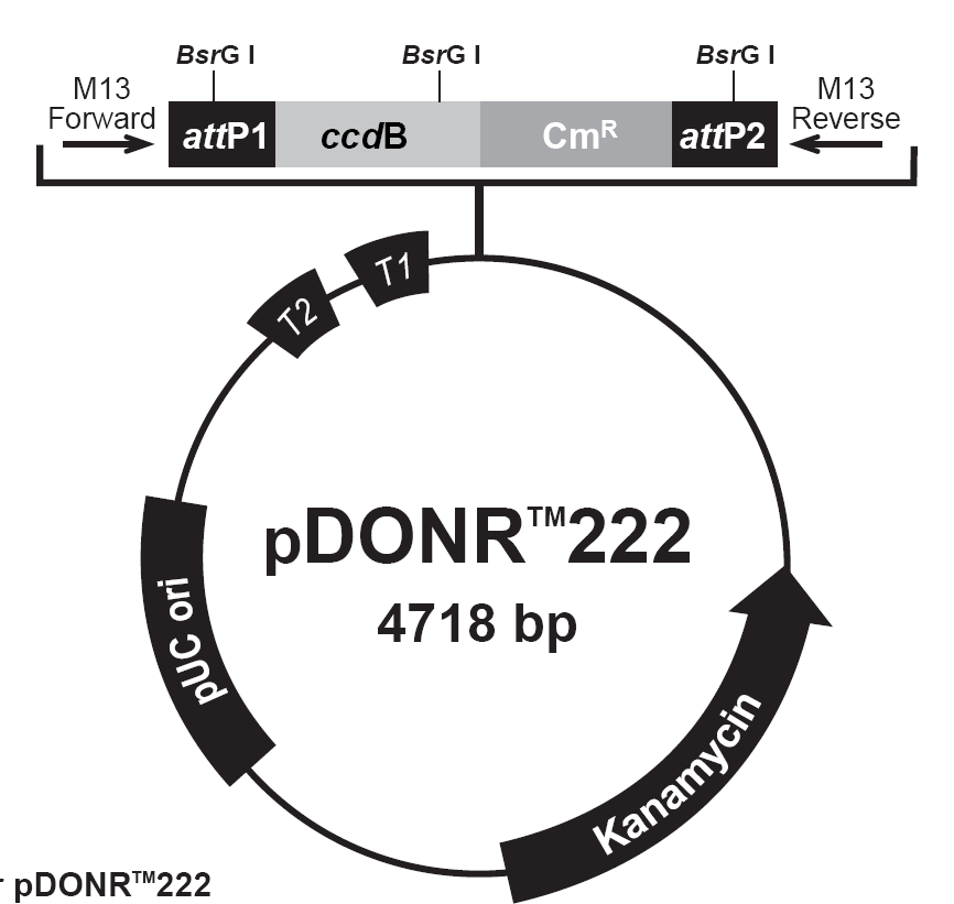 pDONR222载体图谱