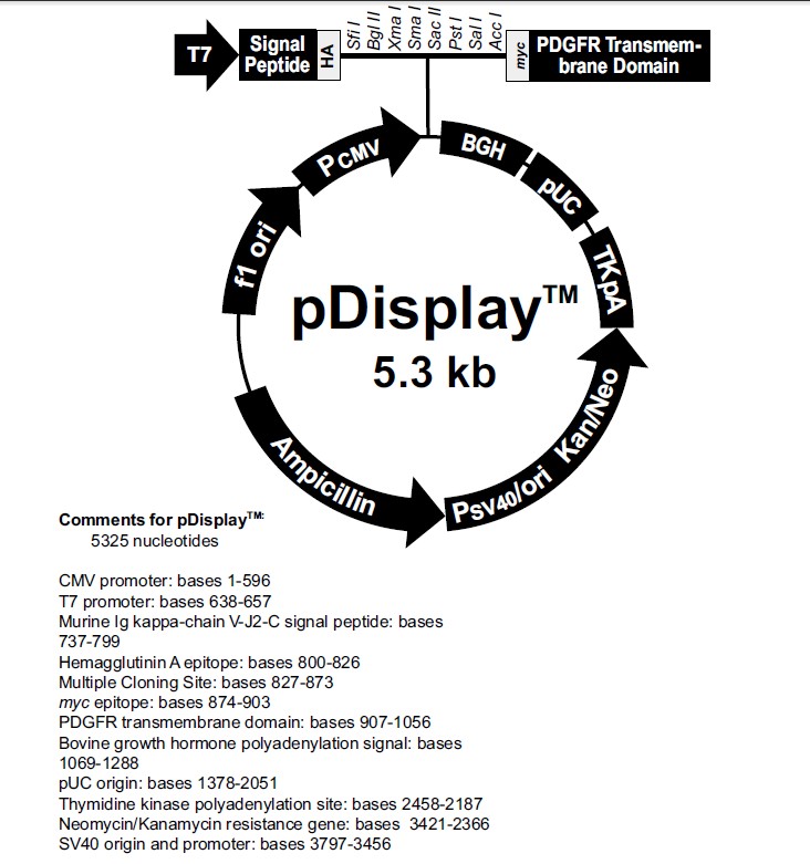 pDisplay载体图谱