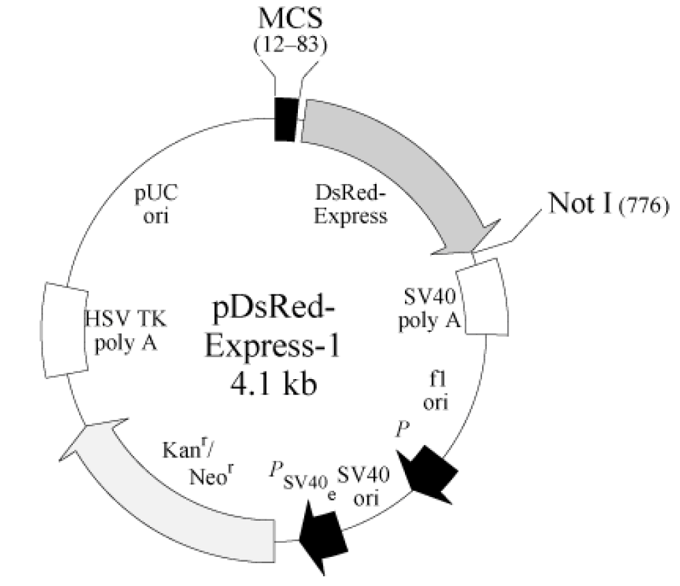 pDsRed-Express-1载体图谱