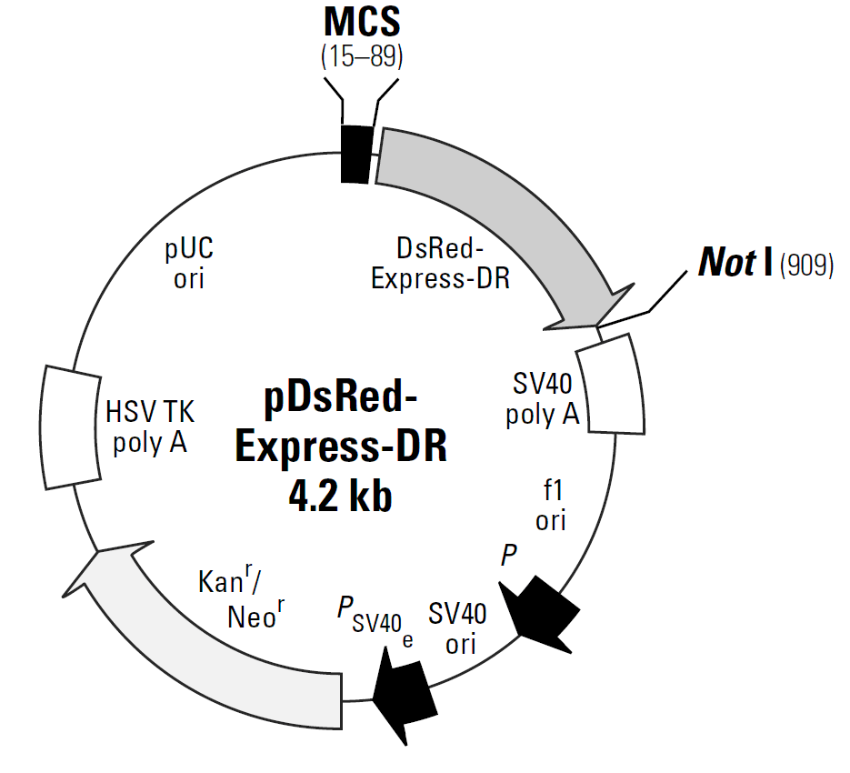 pDsRed-Express-DR载体图谱