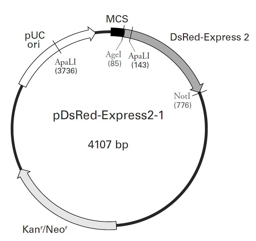 pDsRed-Express2-1载体图谱