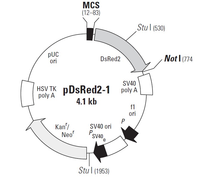 pDsRed2-1载体图谱
