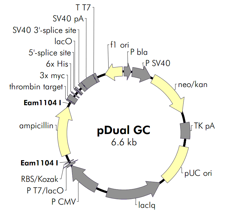 pDual-GC载体图谱