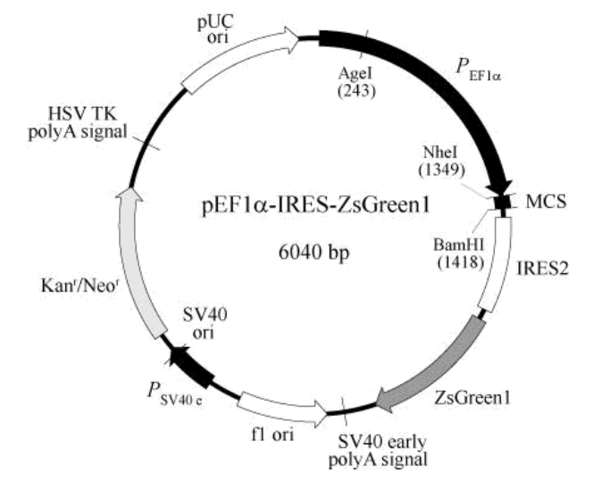 pEF1α-IRES-ZsGreen1载体图谱