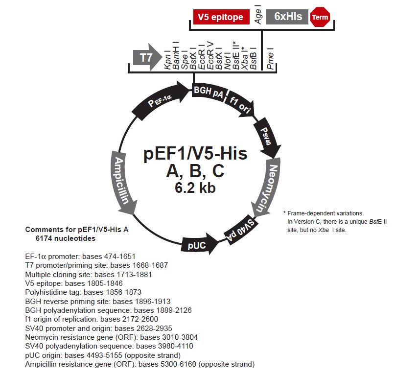 pEF1-V5-HisA载体图谱