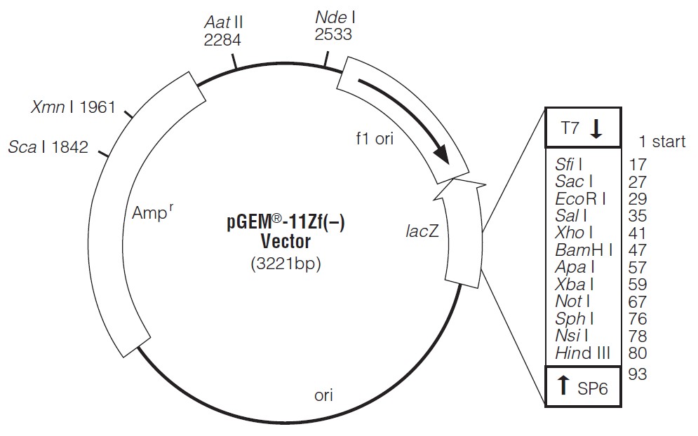 pEGM-11ZF(+)载体图谱