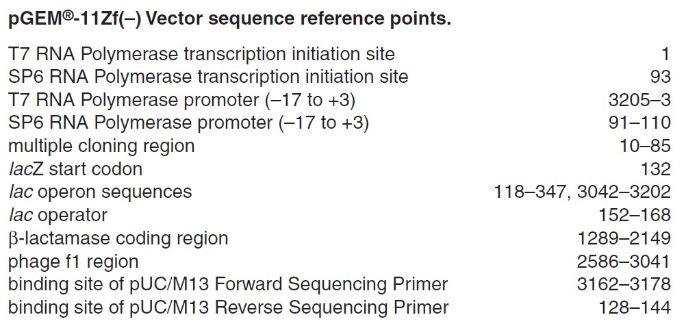 pEGM-11ZF(+)载体特征