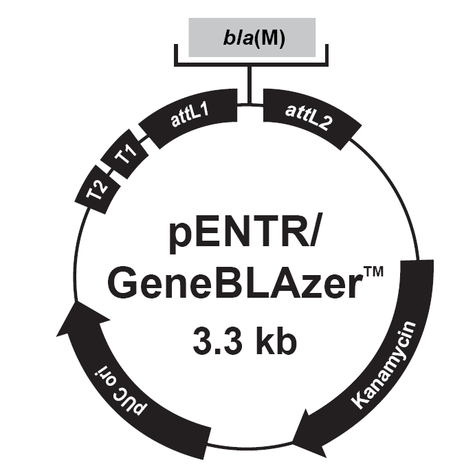 pENTR-GeneBLAzer载体图谱