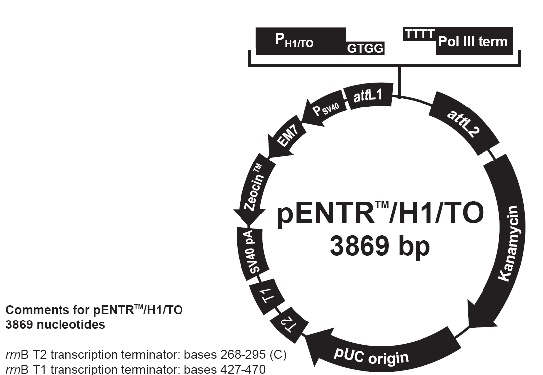 pENTR/H1/TO载体图谱