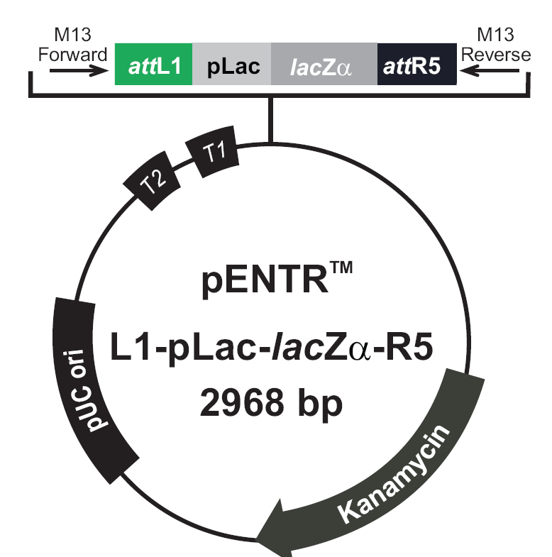 pENTR-L1-pLac-lacZa-R5载体图谱