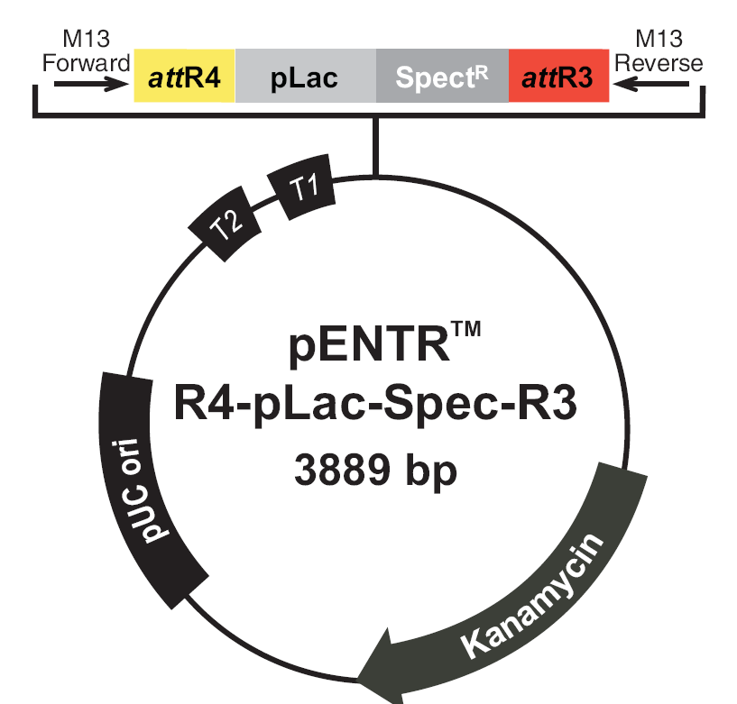 pENTR-R4-pLac-Spec-R3载体图谱