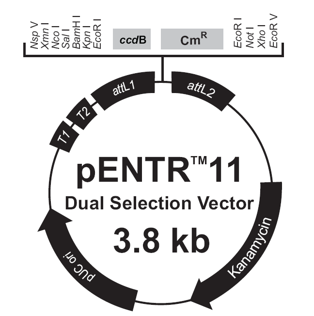 pENTR11-Dual载体图谱